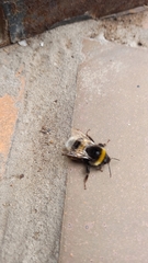Bombus terrestris