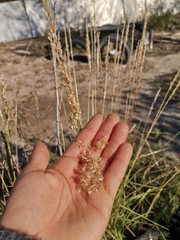 Poaceae