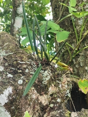 Brassavola nodosa