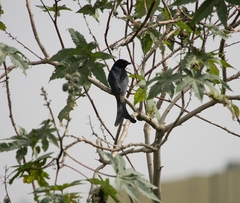 Dicrurus macrocercus