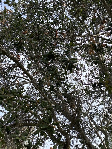 iNaturalist observation photo of coast live oak