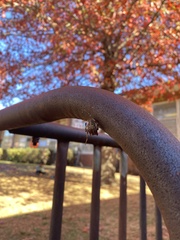 Metepeira labyrinthea