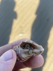 Isocheles wurdemanni