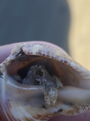 Isocheles wurdemanni