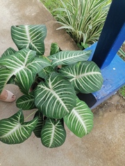 Aphelandra squarrosa