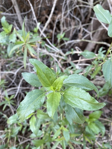 iNaturalist observation photo of California brittlebush