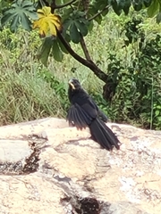 Crotophaga ani
