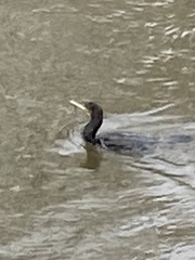 Phalacrocorax carbo
