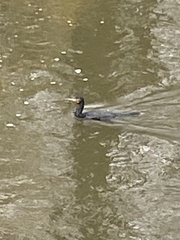 Phalacrocorax carbo