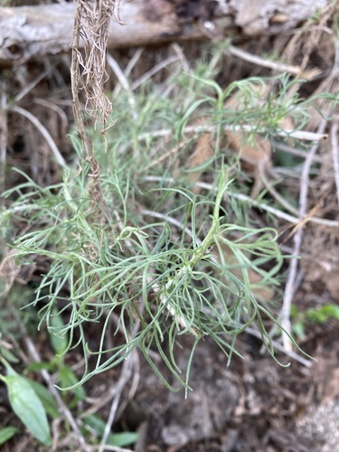 iNaturalist observation photo of California sagebrush