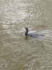 Phalacrocorax carbo