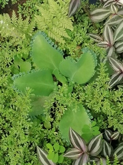 Kalanchoe laetivirens