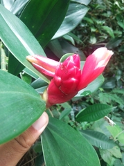 Costus spiralis