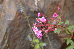 Heterocentron subtriplinervium