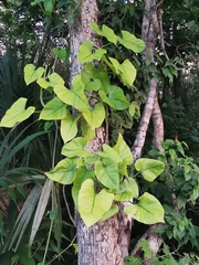 Philodendron jacquinii