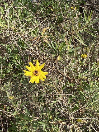 iNaturalist observation photo of California brittlebush