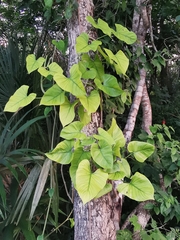 Philodendron jacquinii