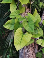 Philodendron jacquinii