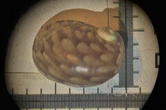 Theodoxus fluviatilis