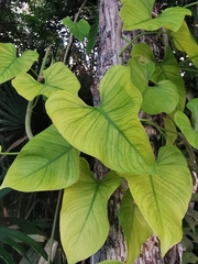 Philodendron jacquinii
