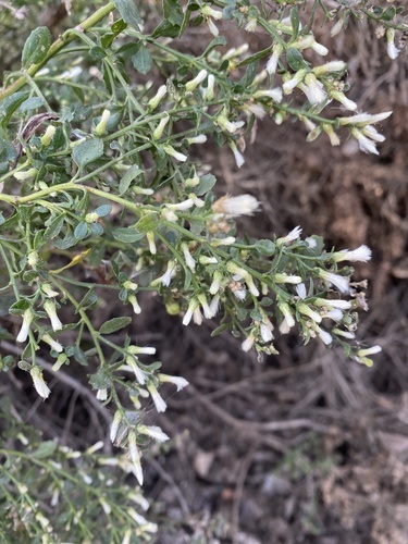 iNaturalist observation photo of coyote brush