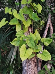 Philodendron jacquinii