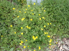 Chelidonium asiaticum