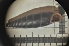 Clausilia rugosa parvula