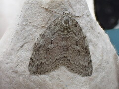 Epirrita dilutata