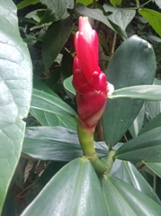 Costus spiralis
