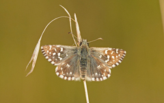Pyrgus malvae