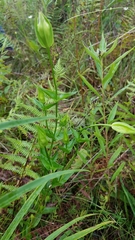 Gentianopsis virgata