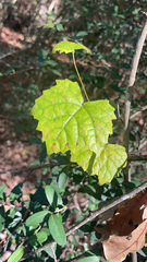 Vitis rotundifolia