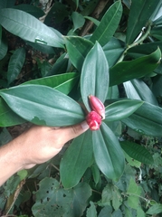 Costus spiralis