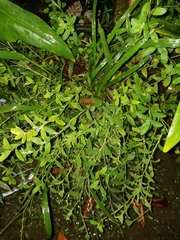 Evolvulus glomeratus