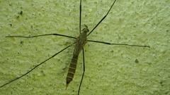 Tipula pagana
