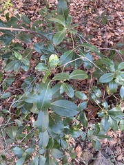 Rhododendron maximum