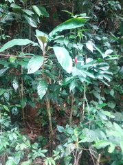 Costus spiralis