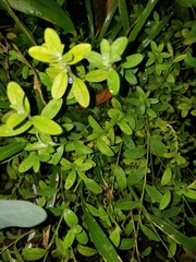 Evolvulus glomeratus