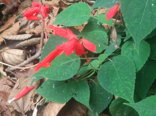Image of Salvia splendens by (c) Ben Costamagna, some rights reserved (CC BY)