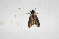 Manduca pellenia