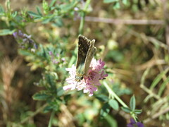 Muschampia proto