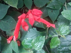 Salvia splendens