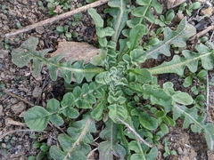 Brassiceae