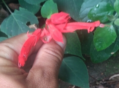 Salvia splendens
