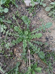 Brassiceae