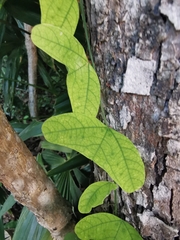 Passiflora biflora