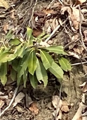 Rhododendron maximum