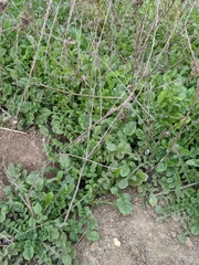 Brassiceae
