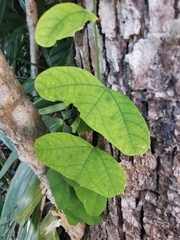 Passiflora biflora